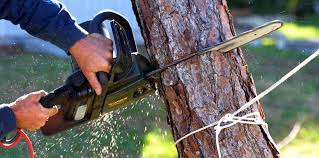 How Our Tree Care Process Works  in  Yosemite Lakes, CA