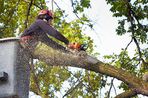 Best Lawn Watering Services  in Yosemite Lakes, CA