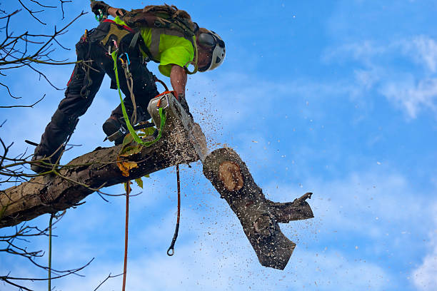 Best Weed Control  in Yosemite Lakes, CA