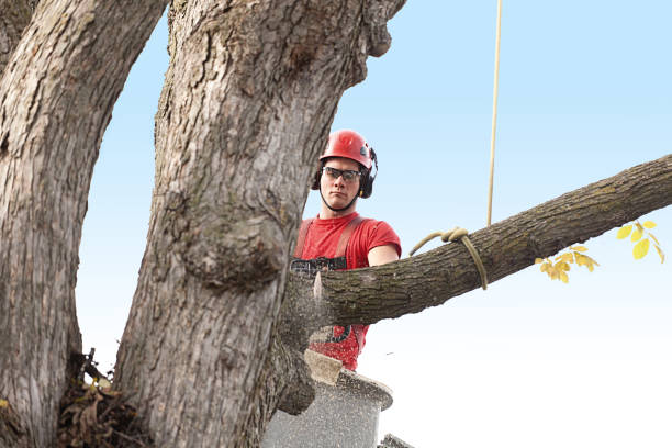 Best Tree Maintenance Programs  in Yosemite Lakes, CA